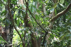 Diospyros bourdillonii